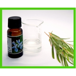 tea_tree_2